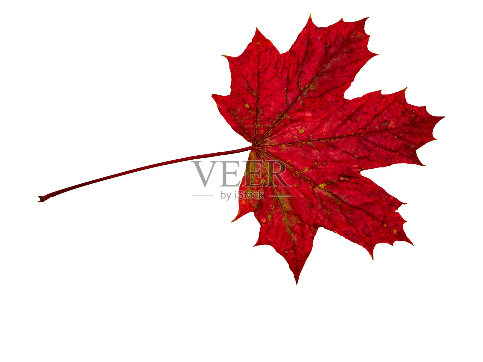 秋天的枫叶照片摄影图片