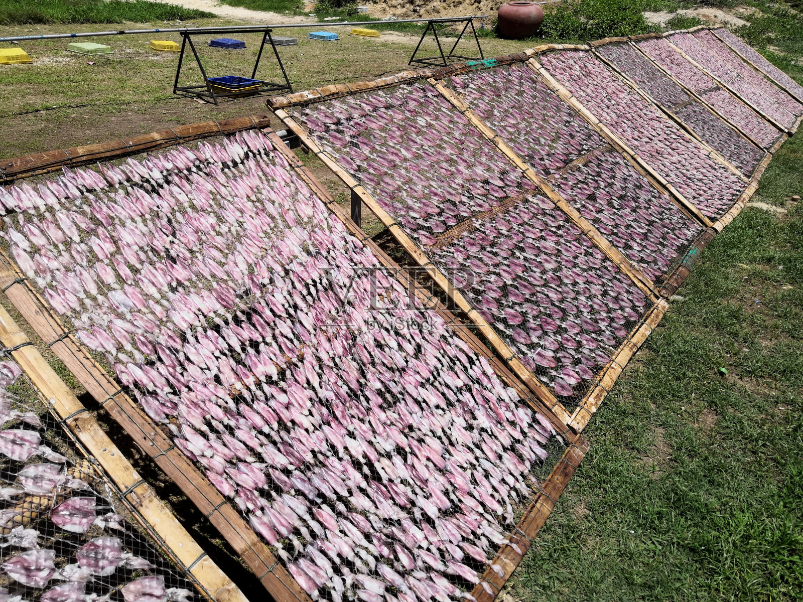 新鲜的鱿鱼在阳光下晒干。食物保存。太阳干鱿鱼。照片摄影图片