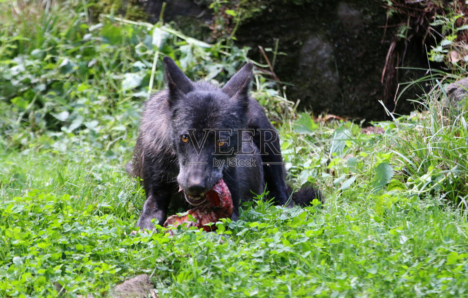 草地上的狗画像照片摄影图片