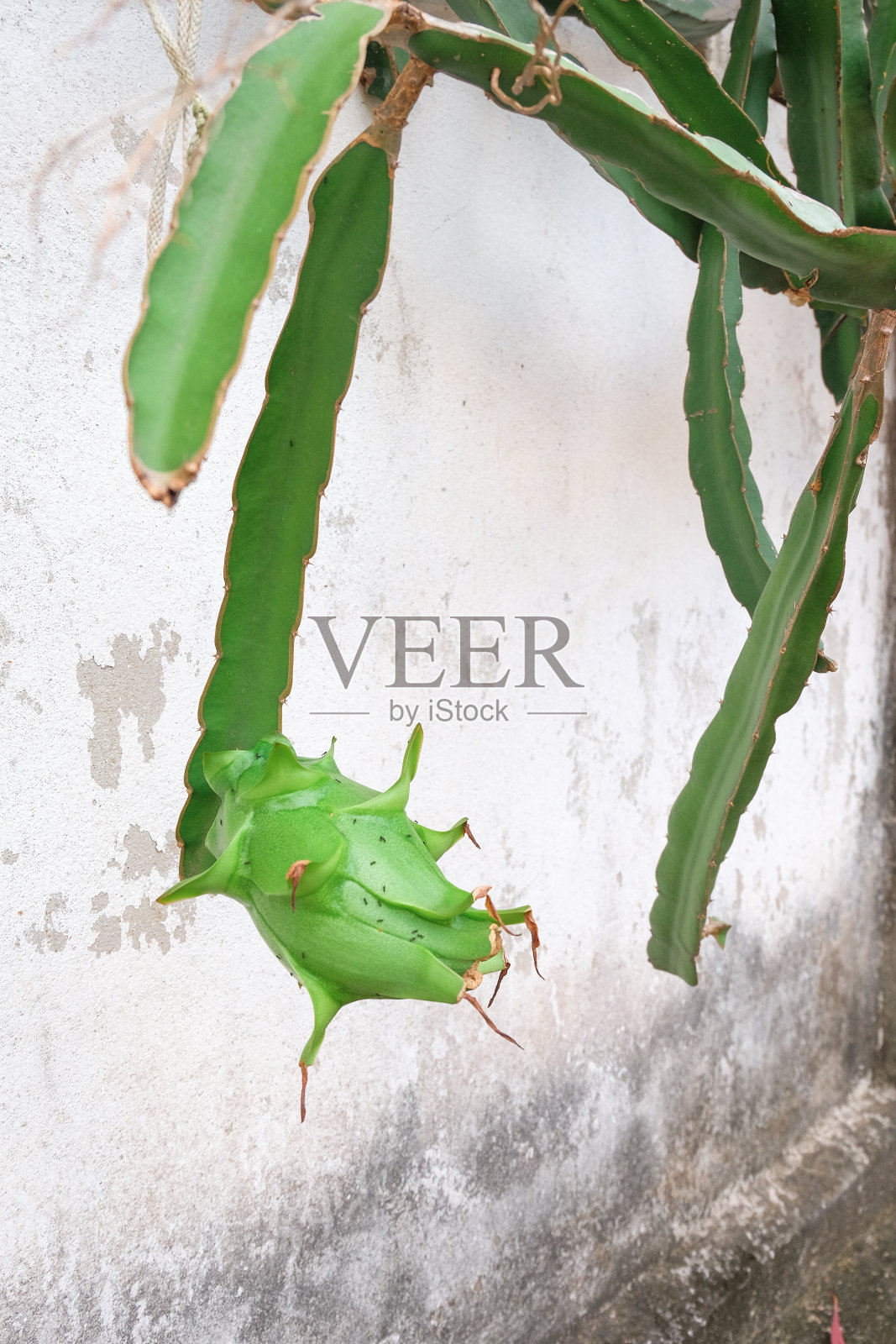 绿色的火龙果在植物树上甜美的果实。照片摄影图片