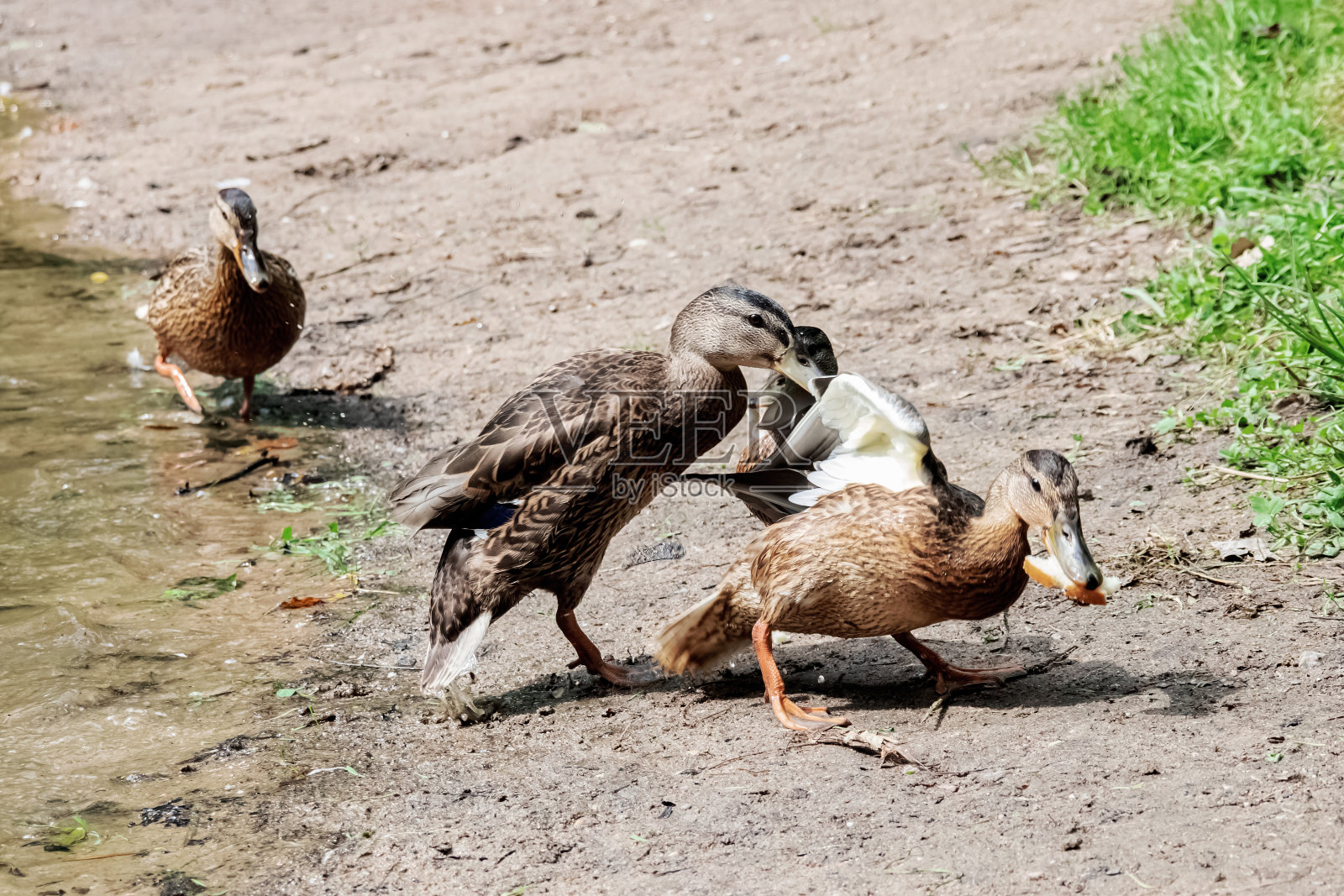 两只鸭子在河岸上打架照片摄影图片