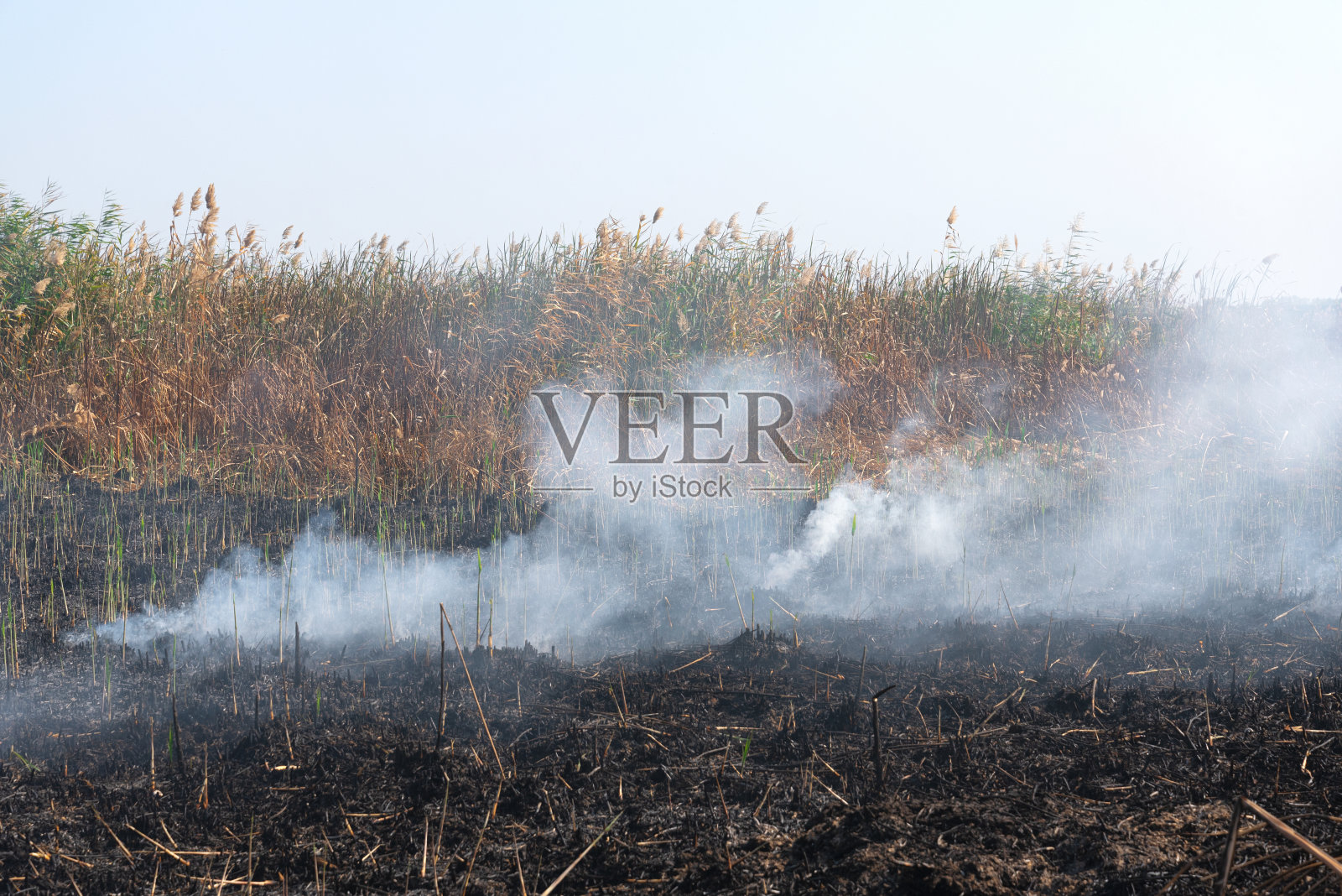 一场大火烧着了土和烟后播种了土地照片摄影图片