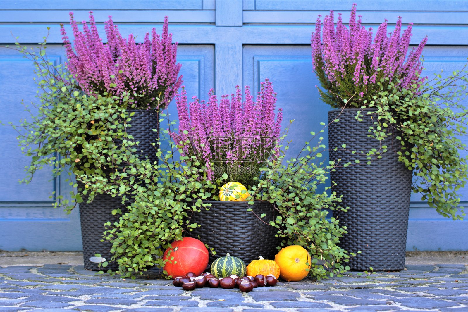 南瓜和鲜花照片摄影图片