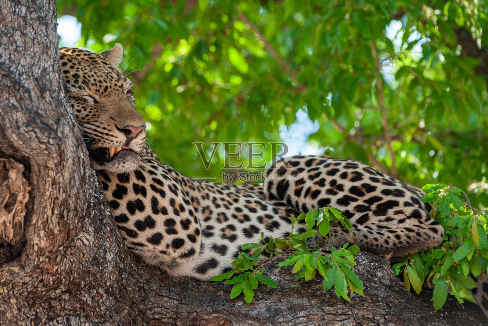树上的雄豹照片摄影图片