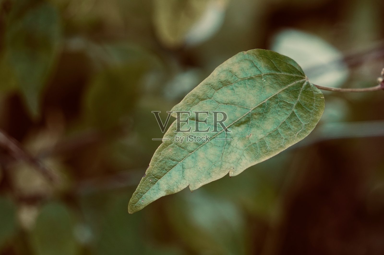 大自然中绿色植物的叶子，夏天的季节照片摄影图片