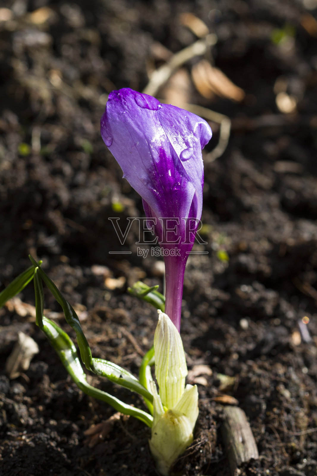 一种紫色番红花照片摄影图片