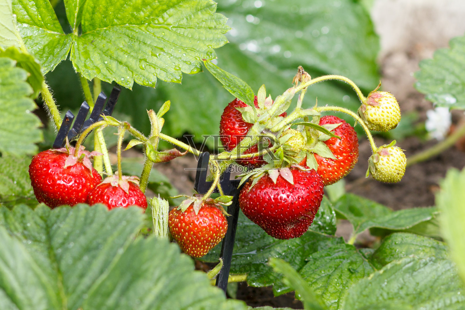 近景草莓生长在花园床上照片摄影图片