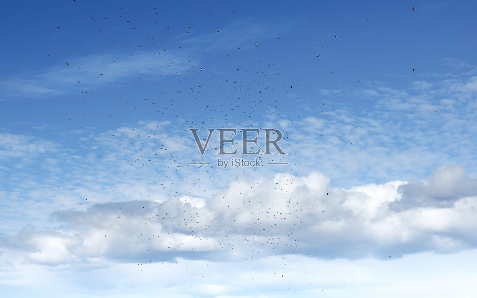 动物野生动物照片迁徙的燕子鸟在空中。白色的积云在明亮的蓝色天空。照片摄影图片