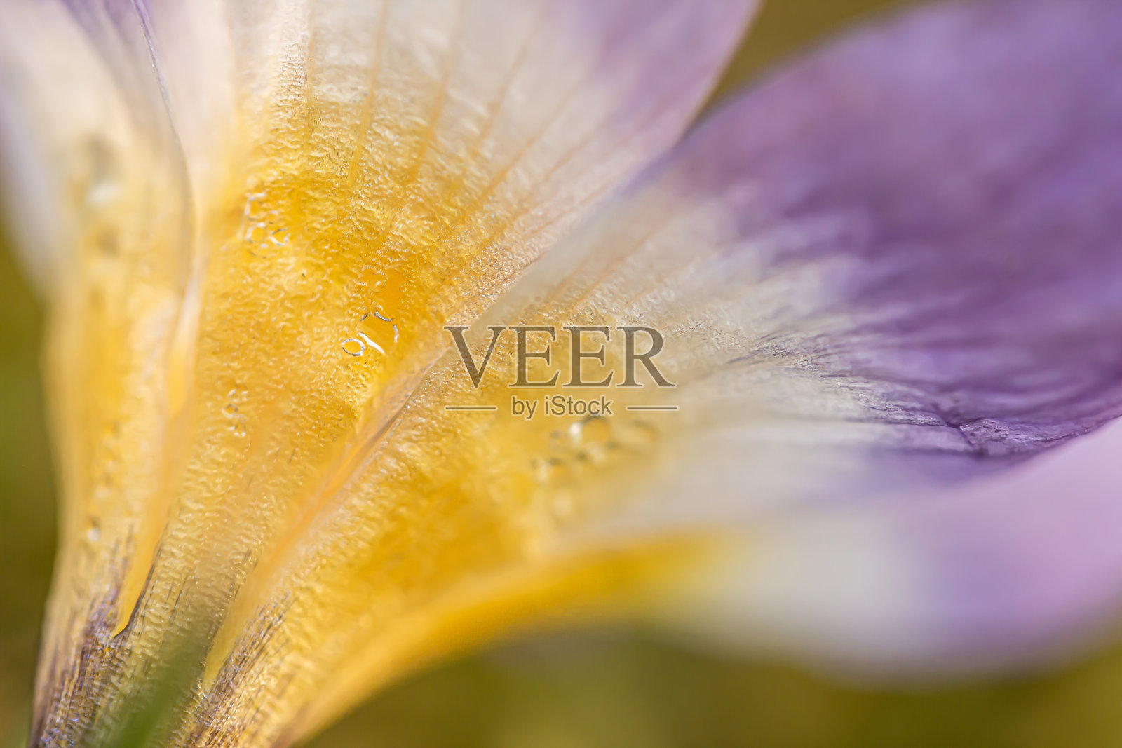 番红花或橘黄色照片摄影图片