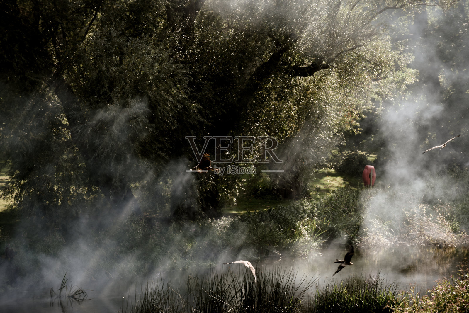 在放鹰展览期间，猛禽在户外飞翔照片摄影图片