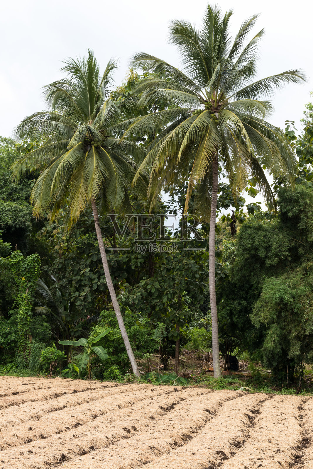 椰子树与森林附近的秸秆覆盖种植。照片摄影图片