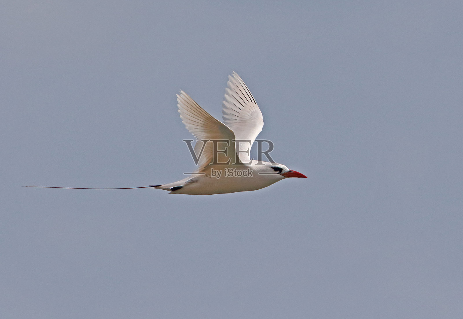 红尾,之后照片摄影图片