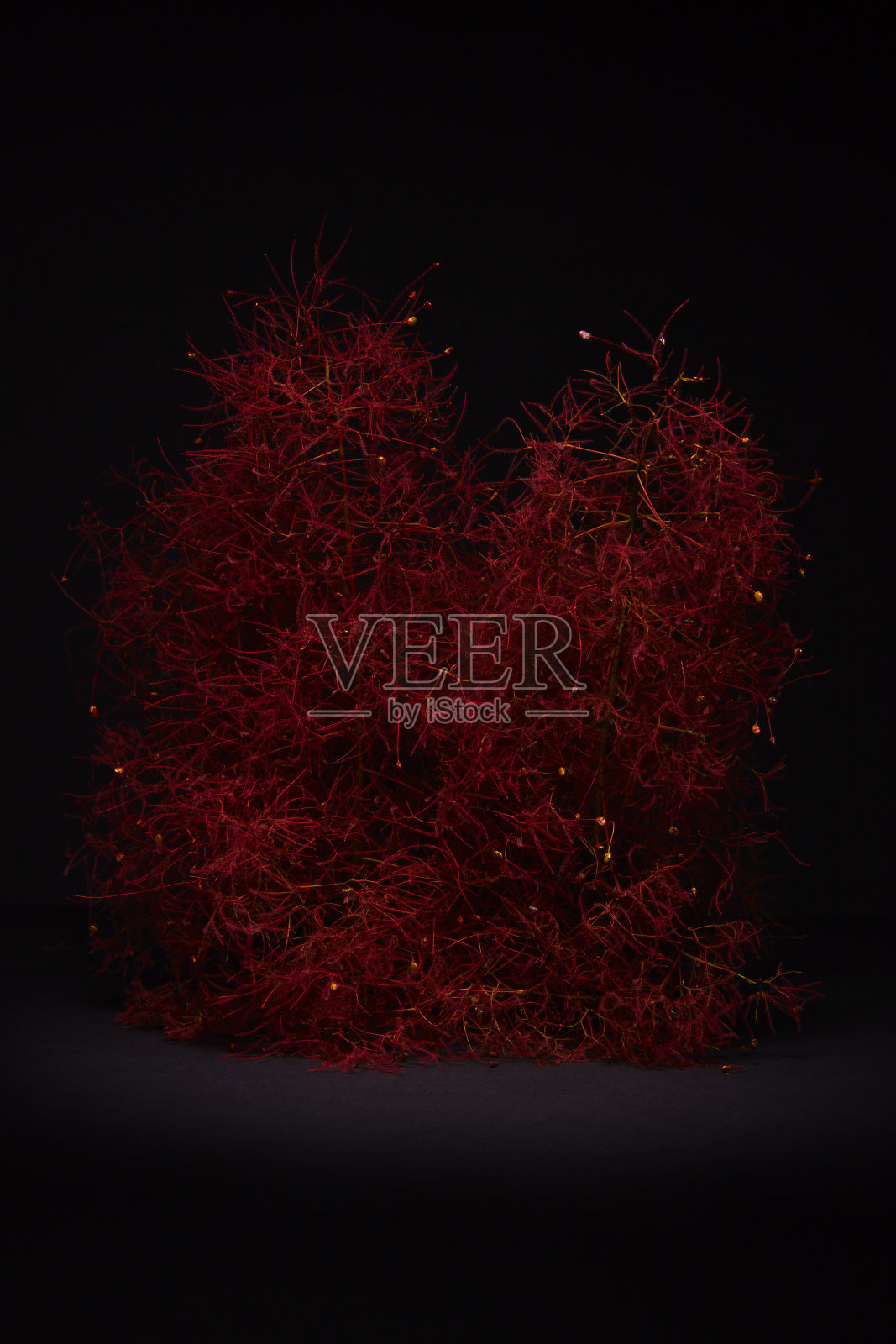 红色的花照片摄影图片