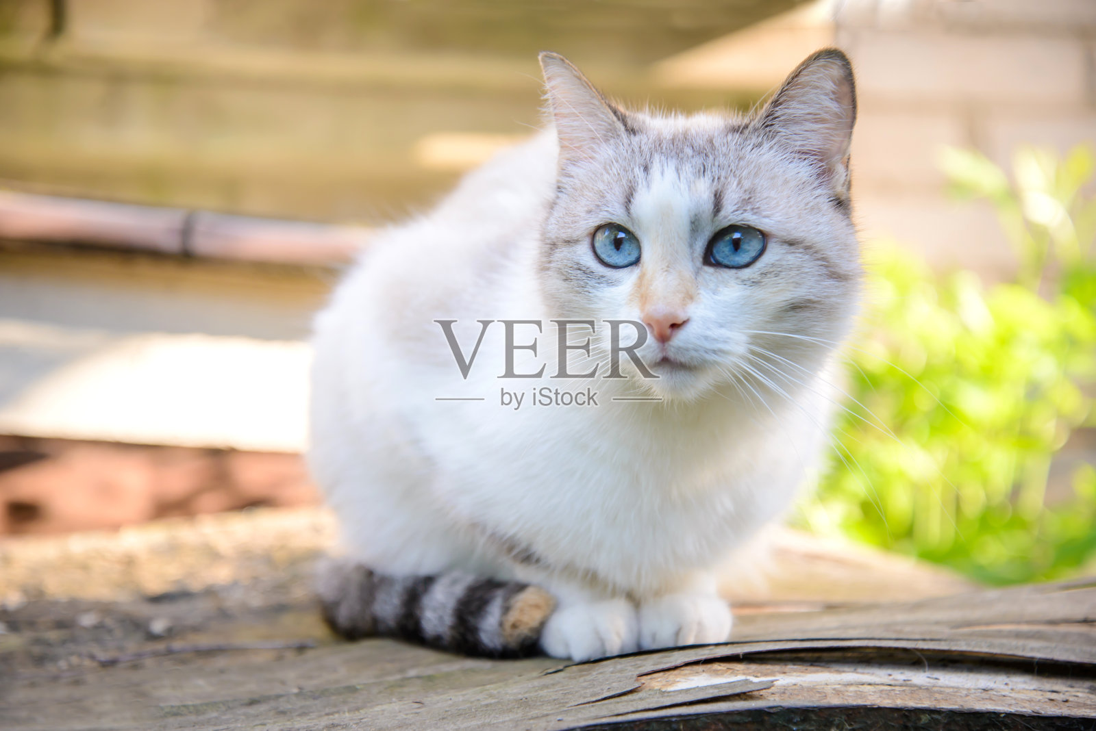 白猫坐在花园里照片摄影图片