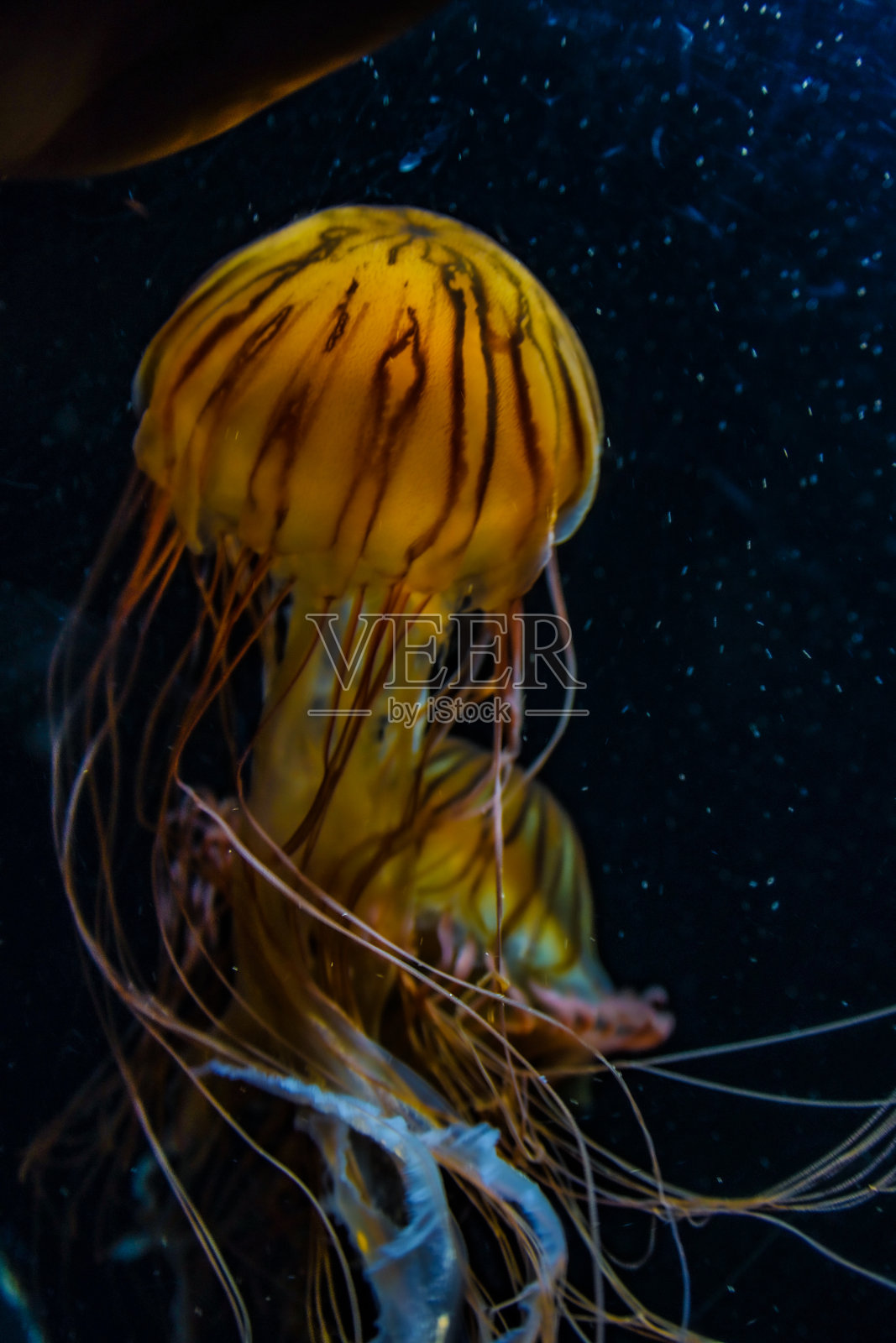 水母图片(毒水母)照片摄影图片