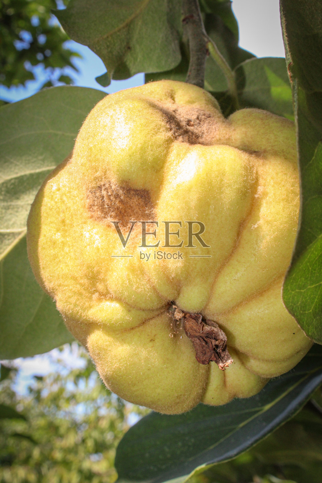 树上有榅桲。成熟的黄色水果照片摄影图片