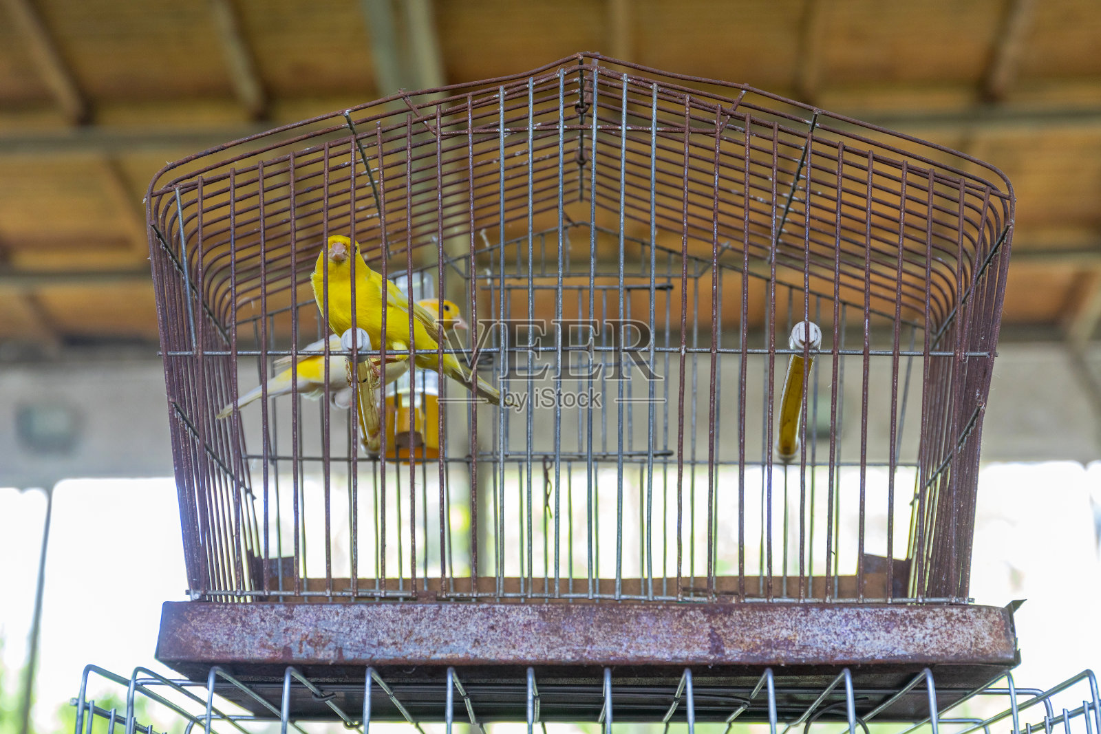 金丝雀的鸟照片摄影图片