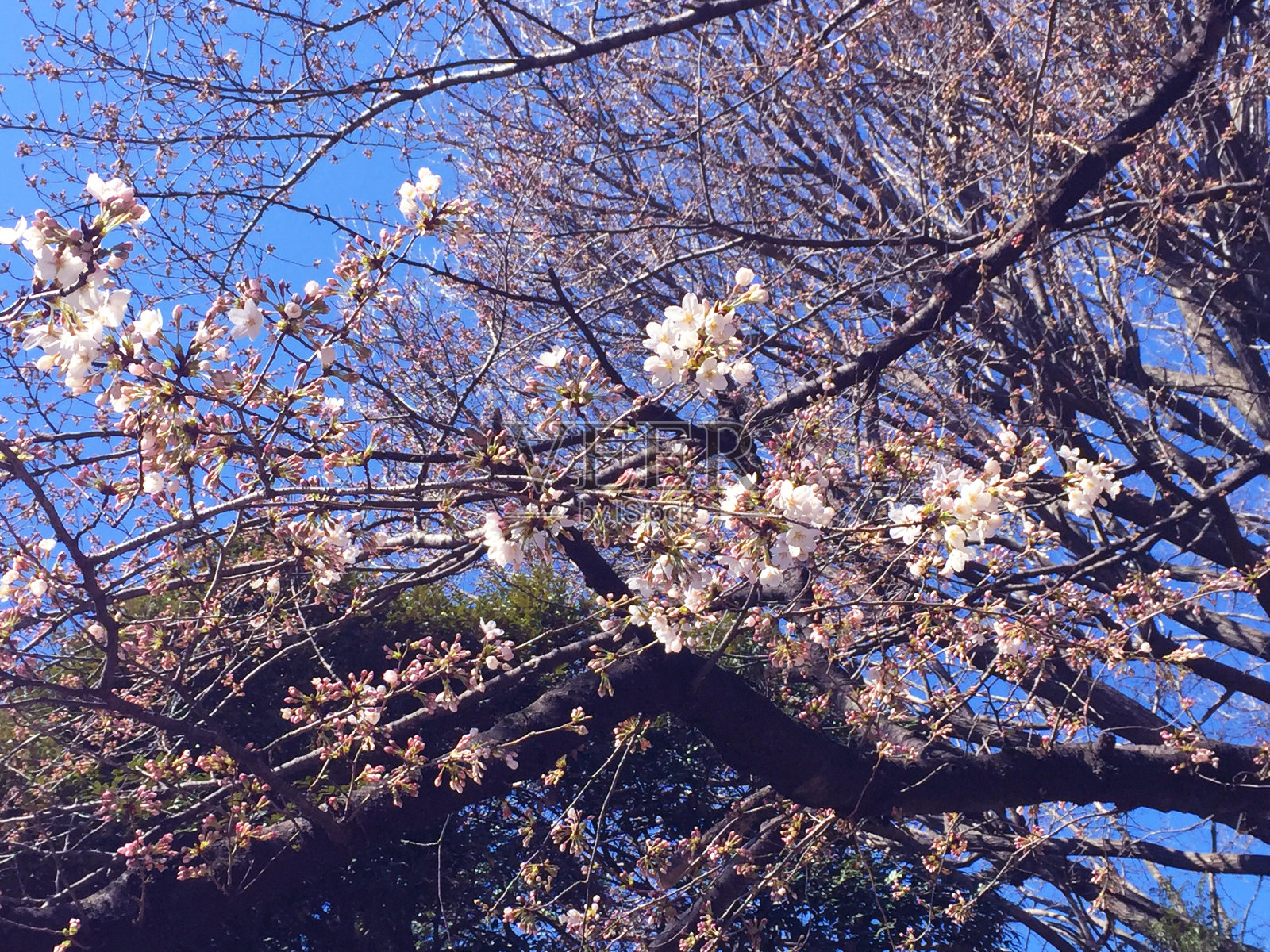 樱花盛开在日本东京照片摄影图片