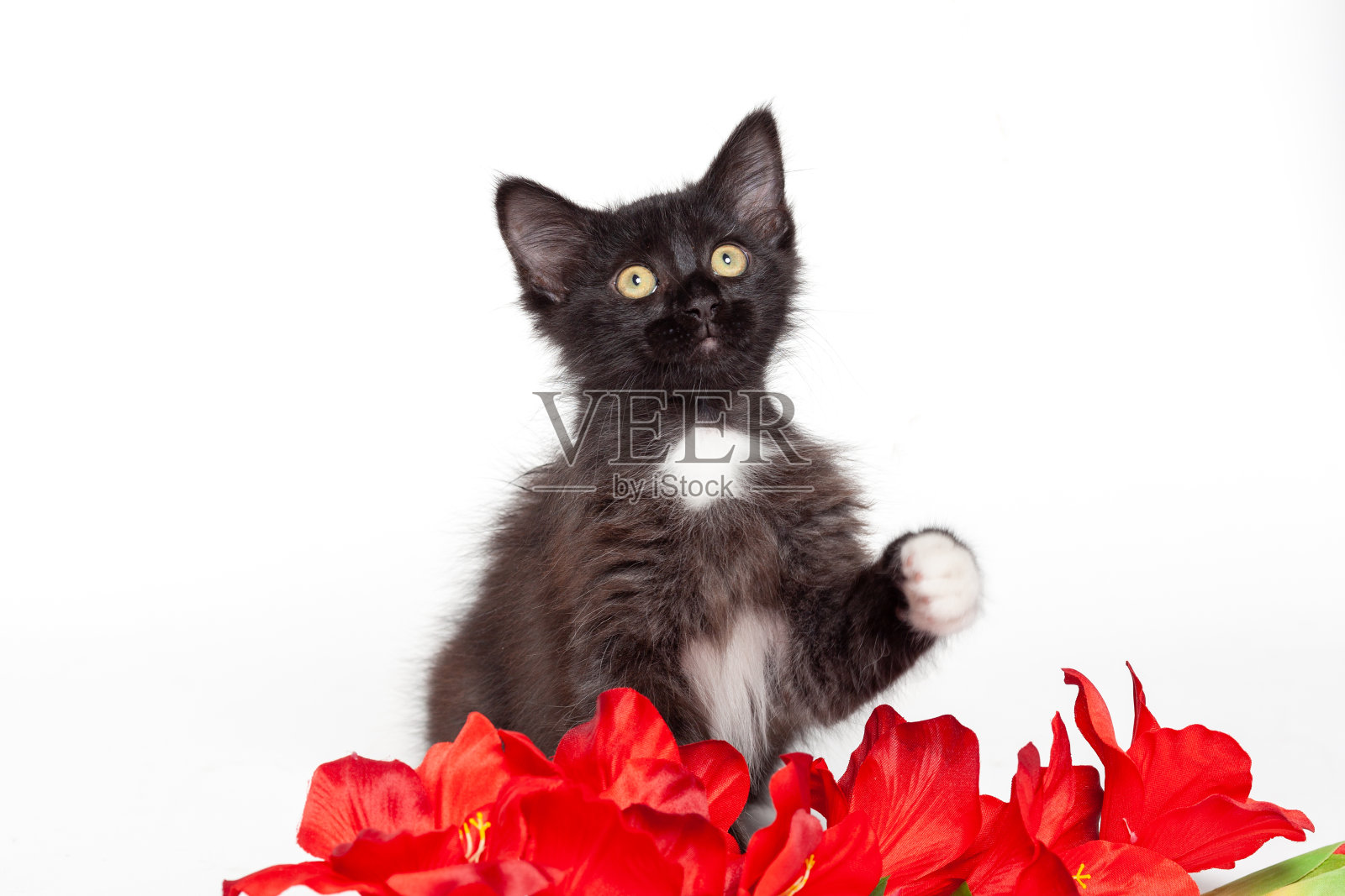年轻的黑白猫和红花肖像照片摄影图片