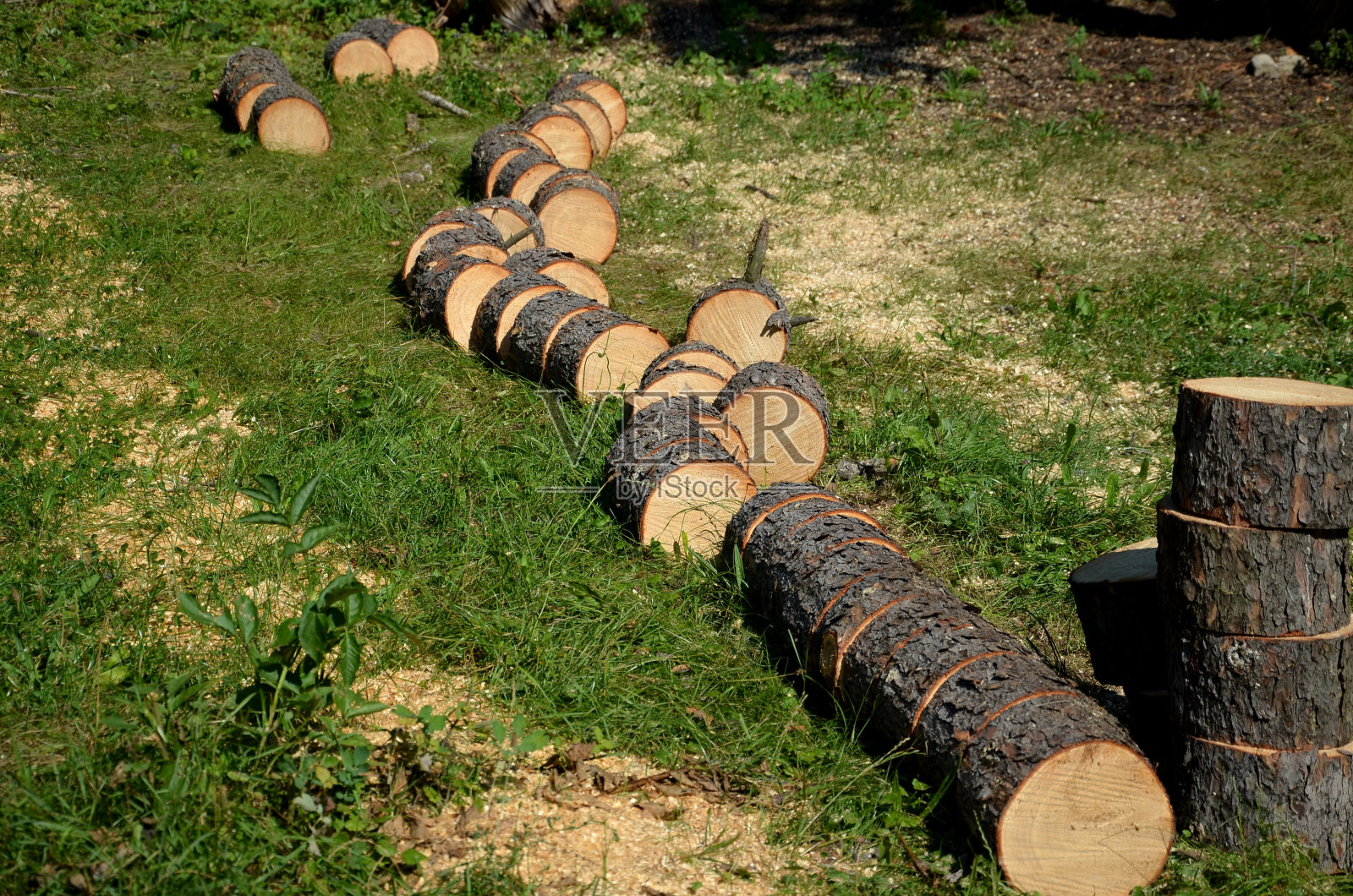 被链锯锯成锯末的树干。由于云杉的树皮甲虫灾难，它被切成许多相同的原木照片摄影图片