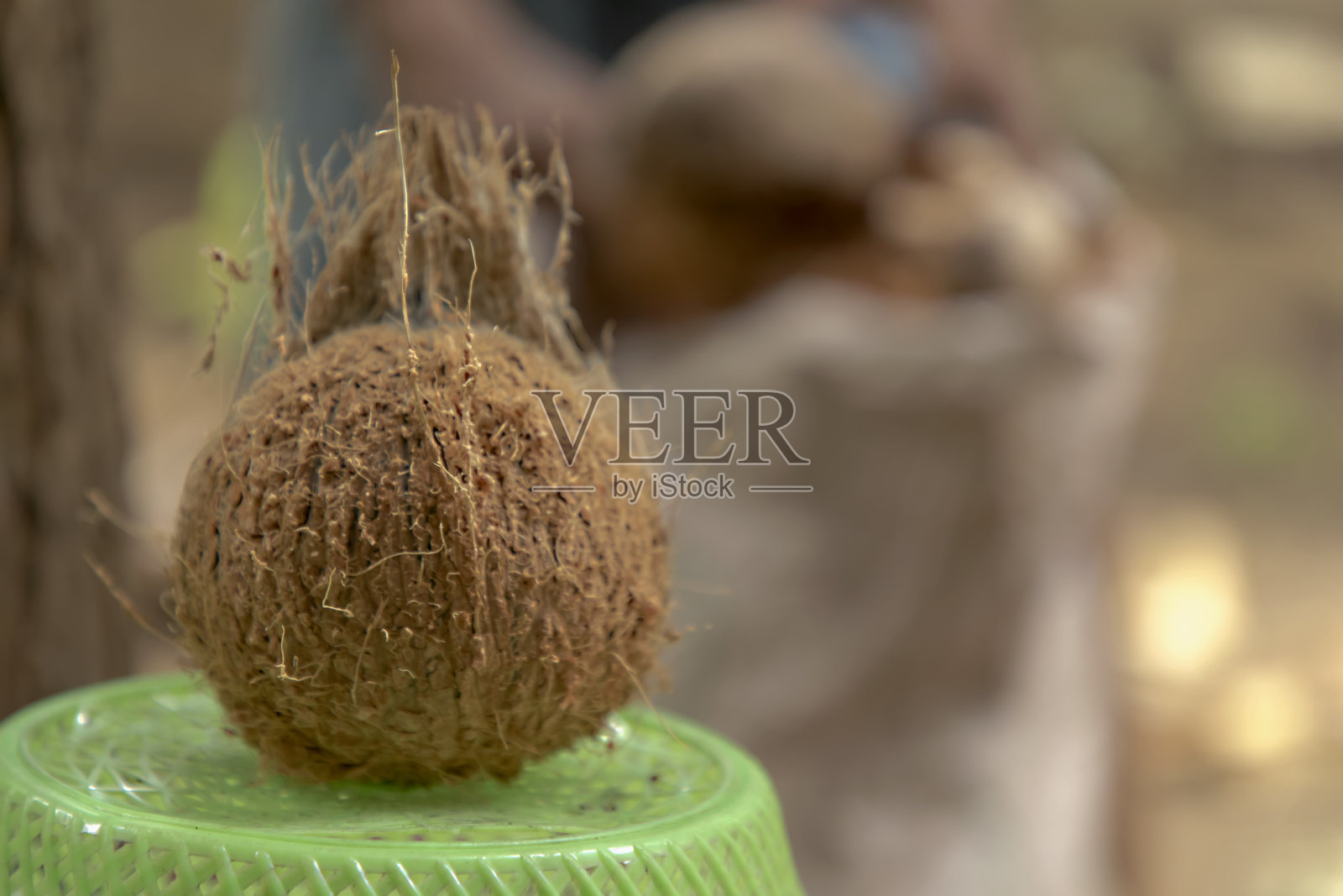 大自然背景下的新鲜椰子特写，男收集椰子纤维照片摄影图片