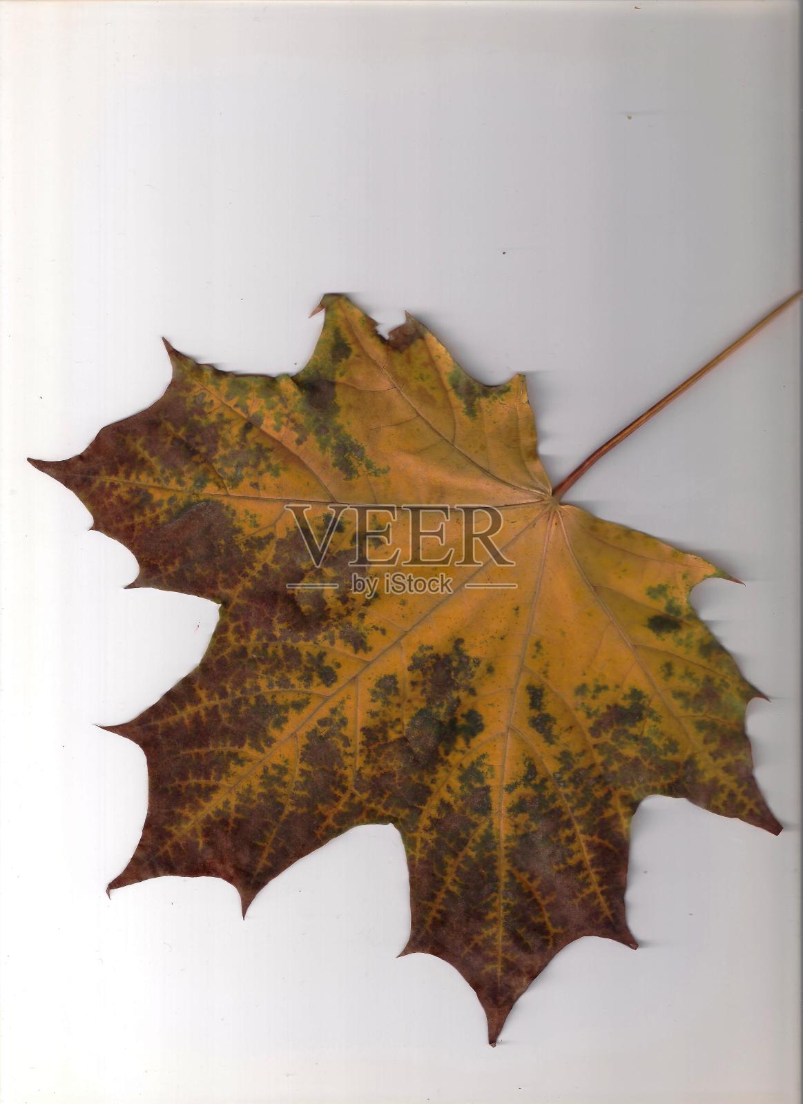 秋天照片摄影图片