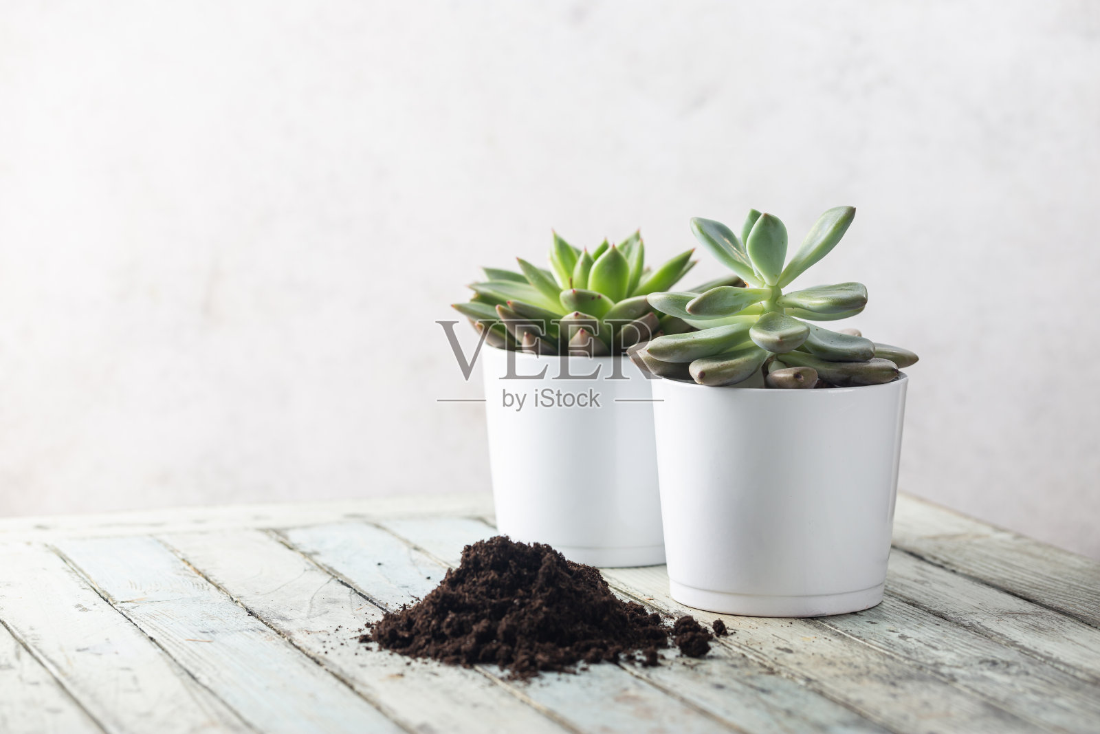 肉质和仙人掌植物照片摄影图片