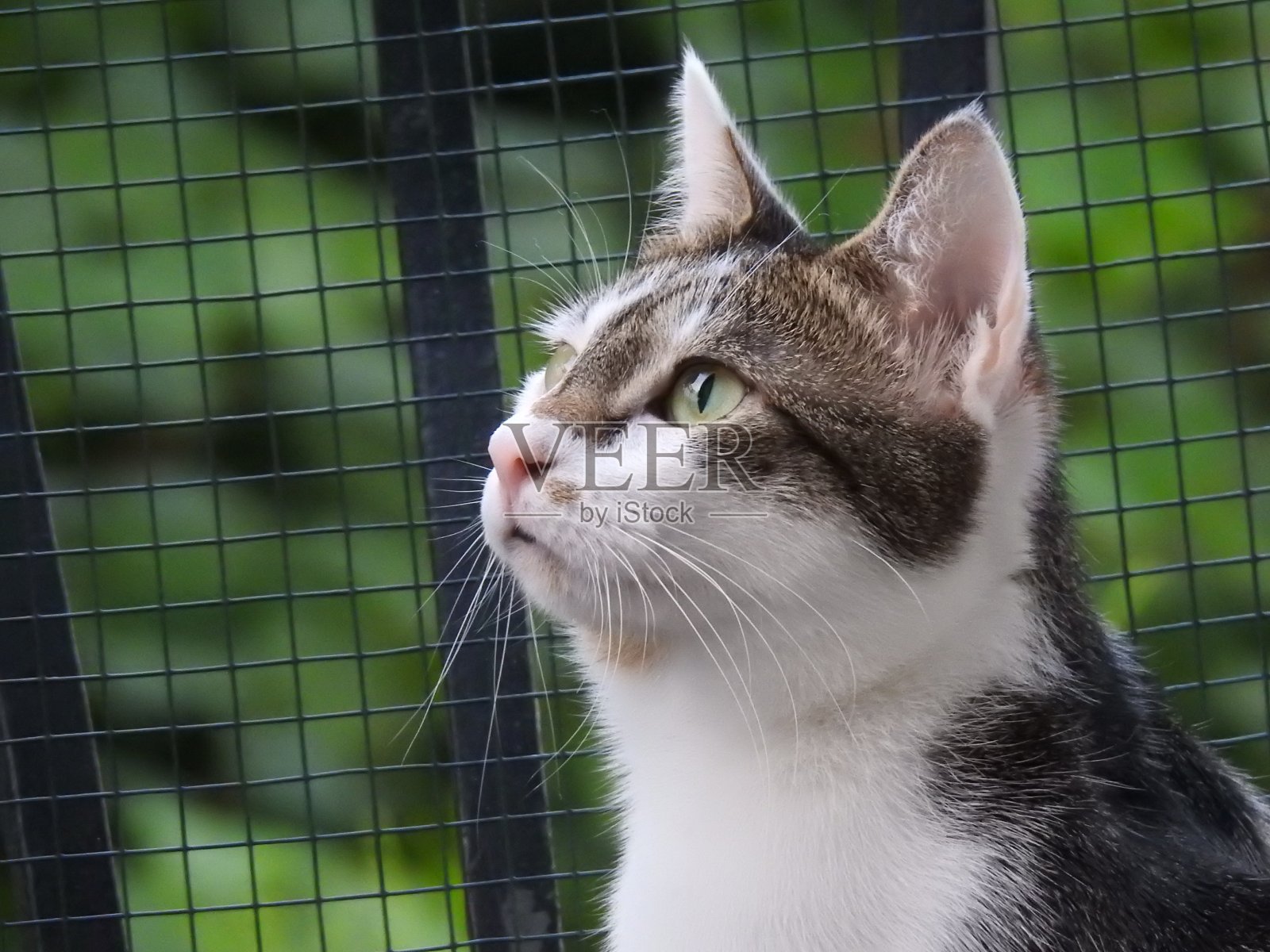 宿醉遥望远方照片摄影图片