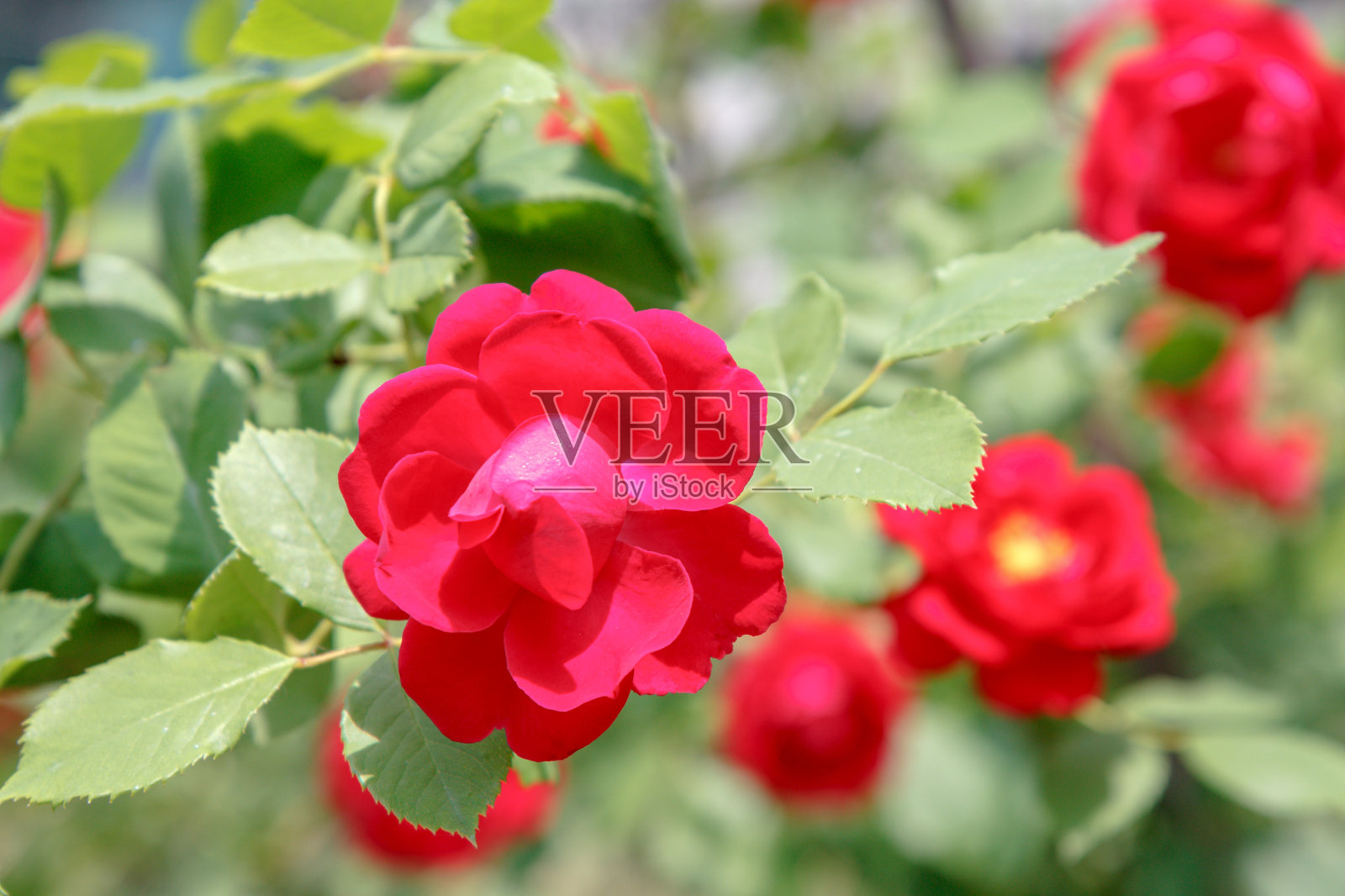 红色的玫瑰，背景是模糊的相同的花照片摄影图片