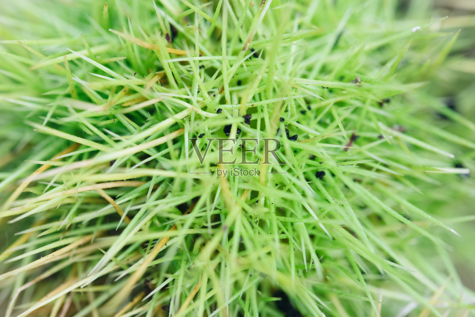 栗刺。宏特写。在阳光下照片摄影图片