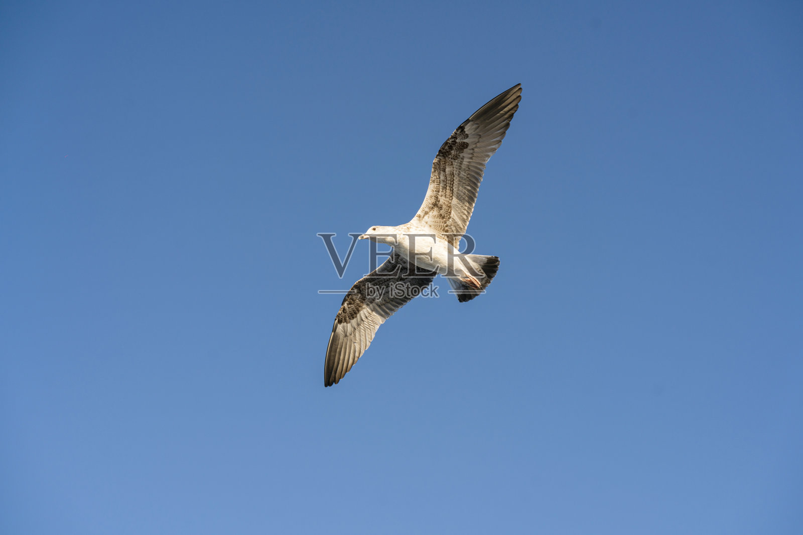 海鸥在美丽的蓝天下飞翔照片摄影图片