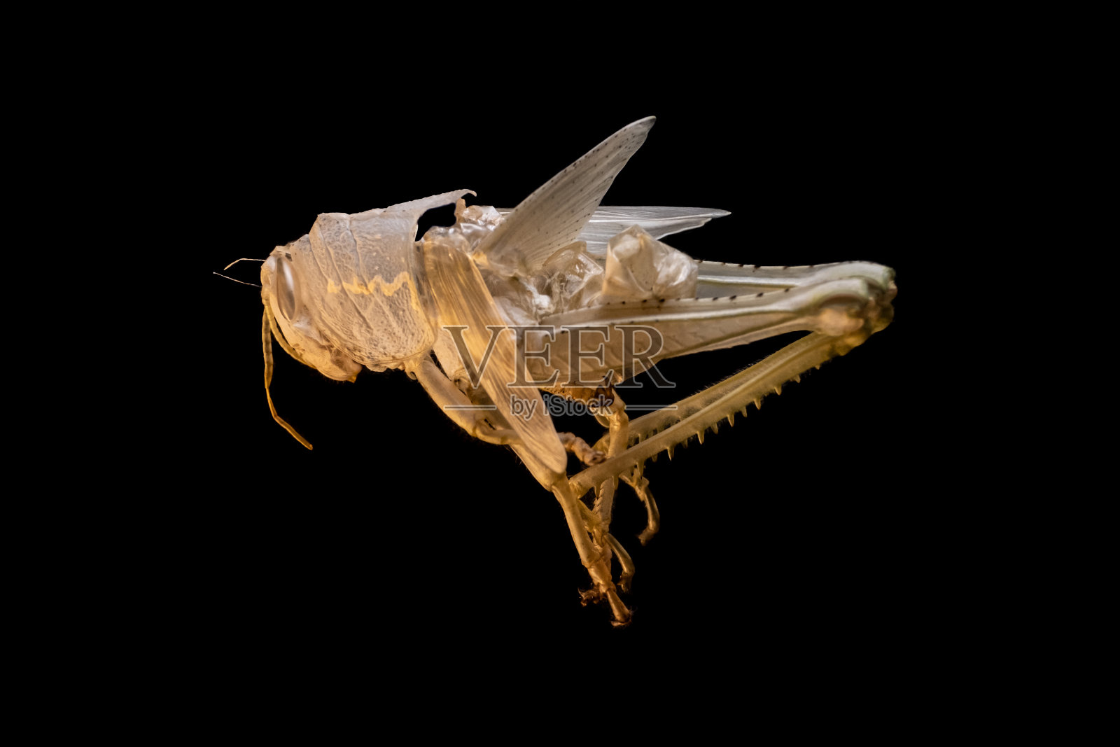 蚱蜢脱落微距纯黑色照片摄影图片