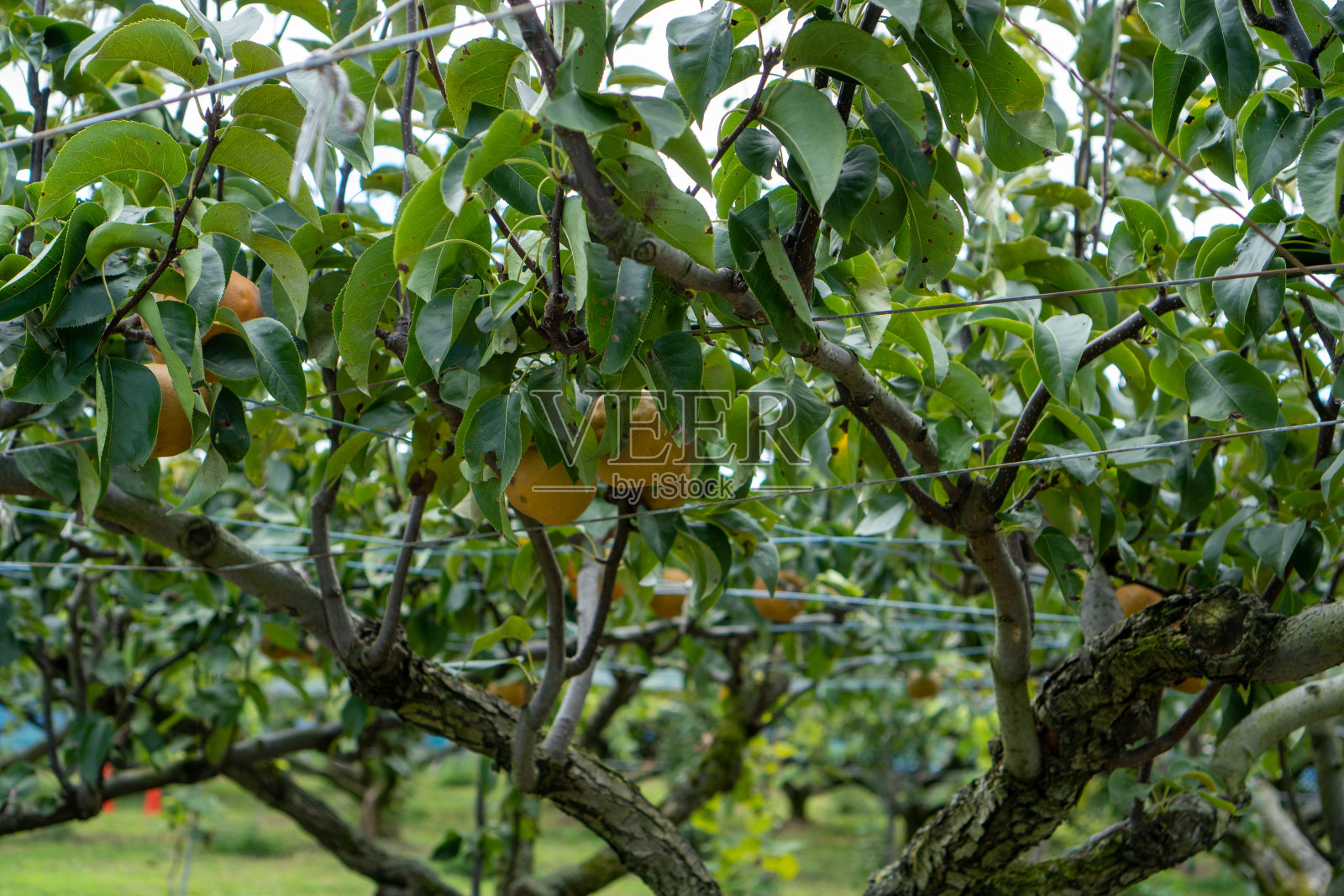 梨园里的新鲜梨照片摄影图片