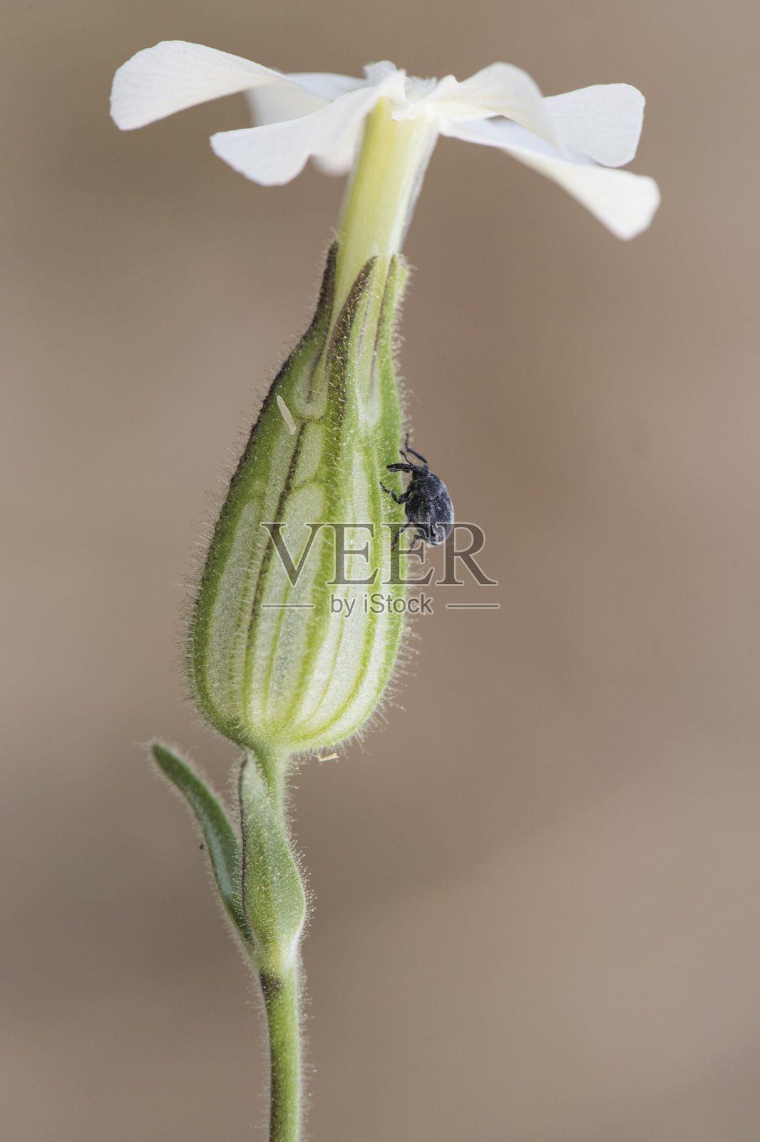 白蔷薇属可食灌木植物，幼时开美丽的白色花，长筒状花萼和星形花冠照片摄影图片