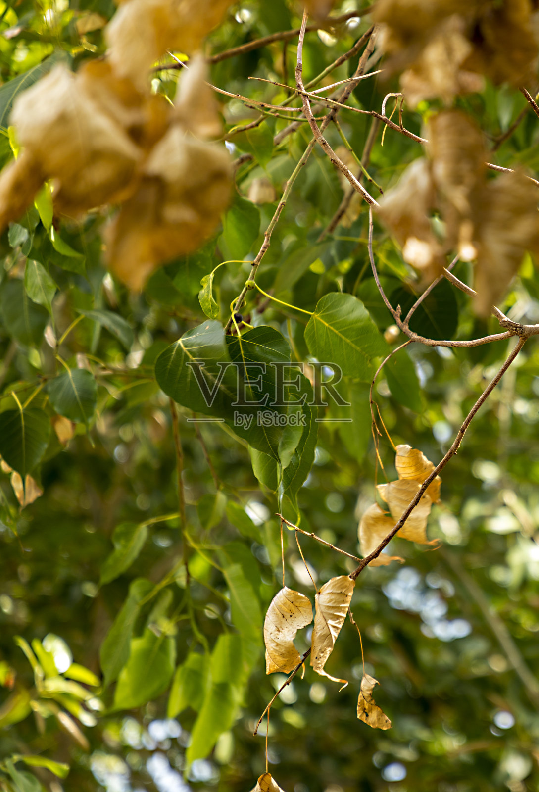 黄色、橙色、金色、绿色的森林树叶。自然在秋天。照片摄影图片