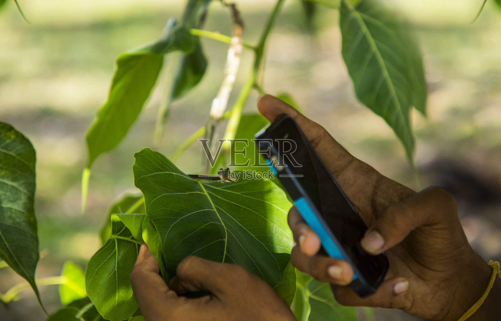 一名男子用智能手机给绿藤蛇拍照照片摄影图片