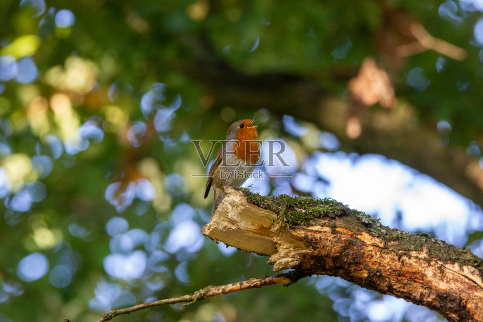 后院的野生动物照片摄影图片