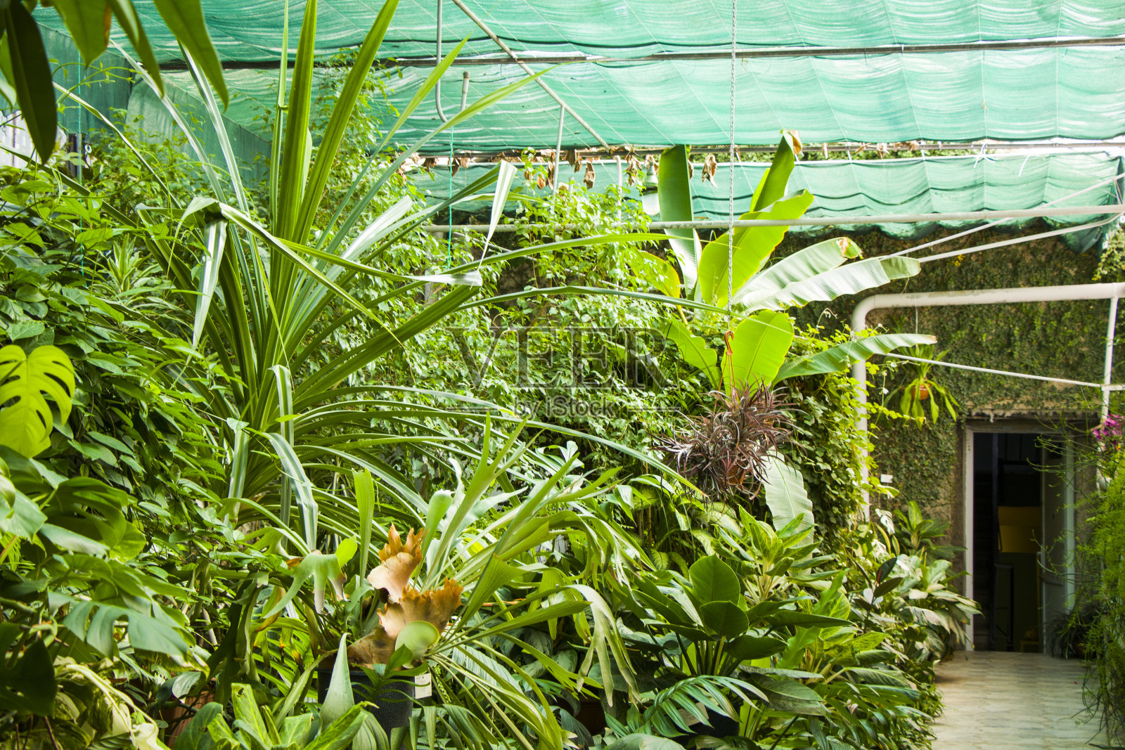 格鲁吉亚第比利斯植物园的热带橘子园植物照片摄影图片