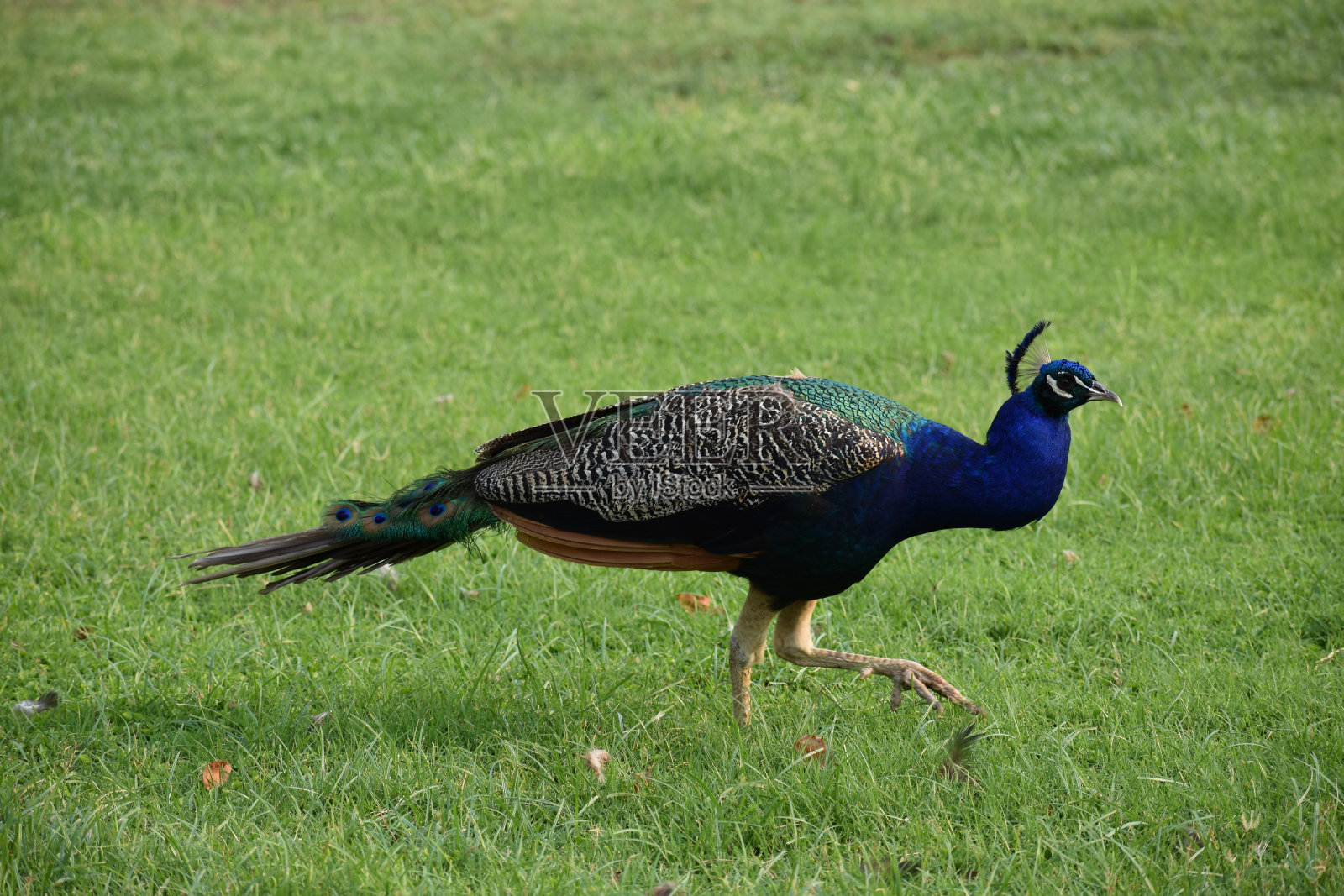 雄性孔雀鸟在草地上行走照片摄影图片