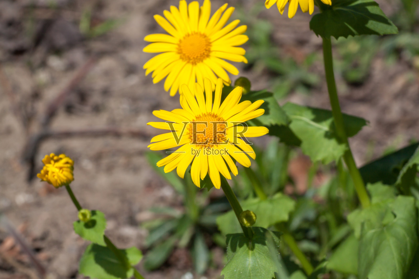 豹毒(东方多罗宁)照片摄影图片