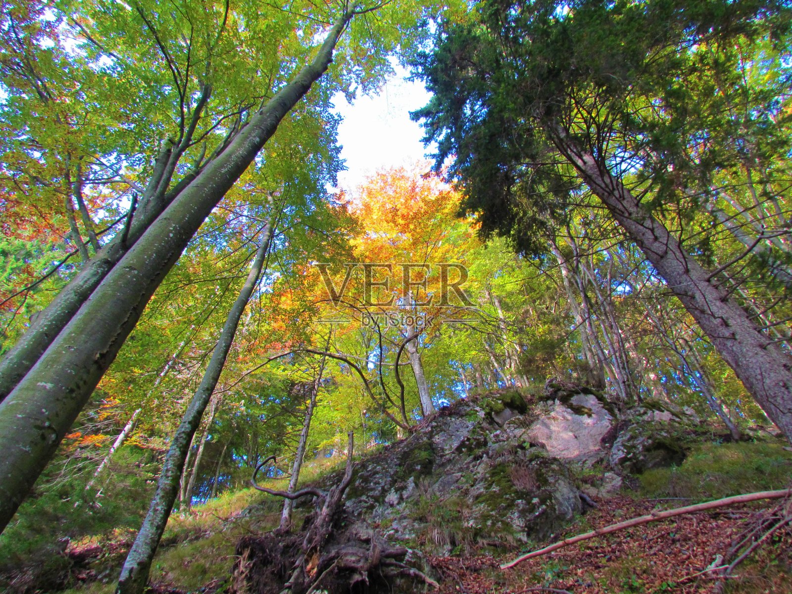 Beechand云杉林照片摄影图片
