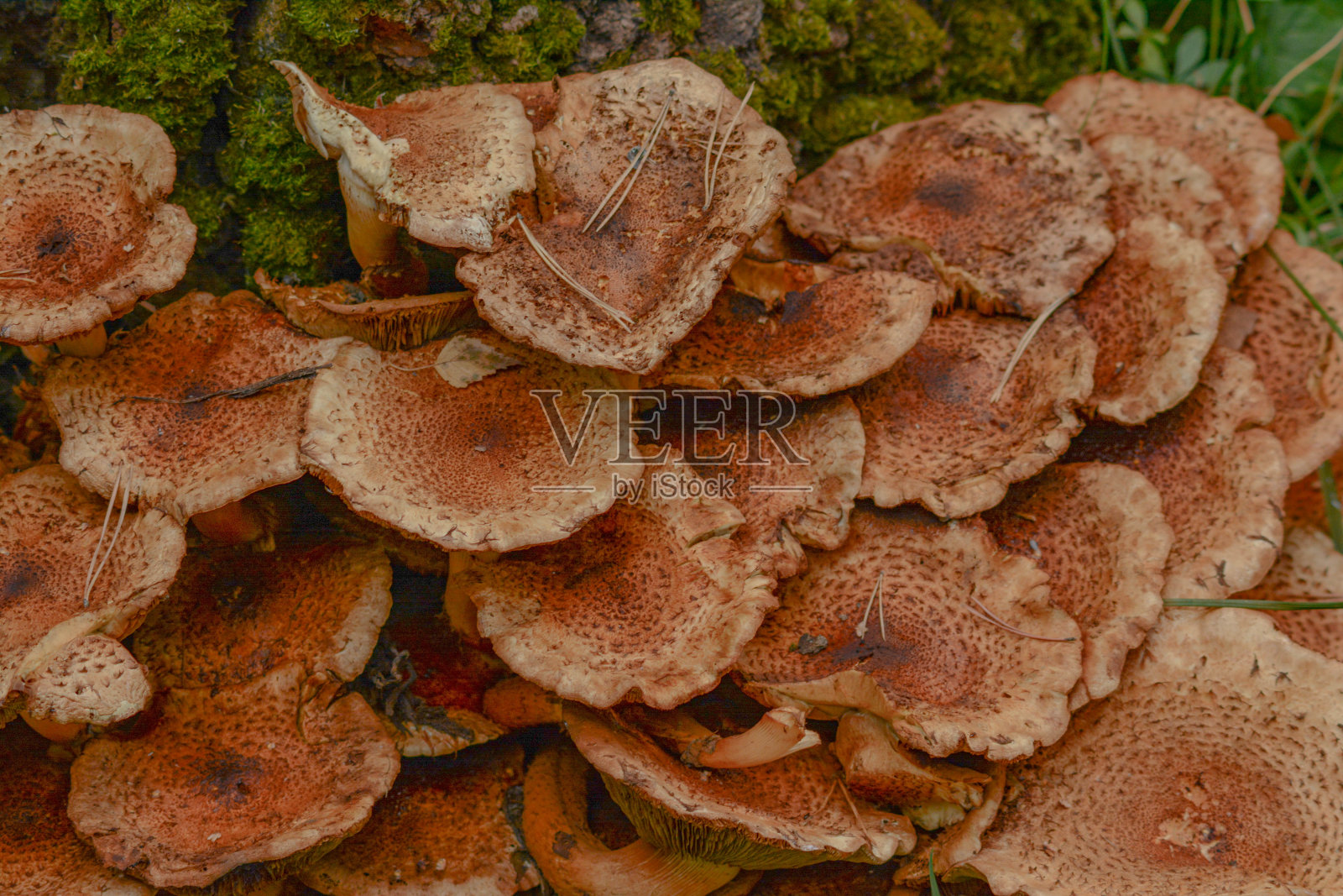 蘑菇生长在树上和树桩上照片摄影图片
