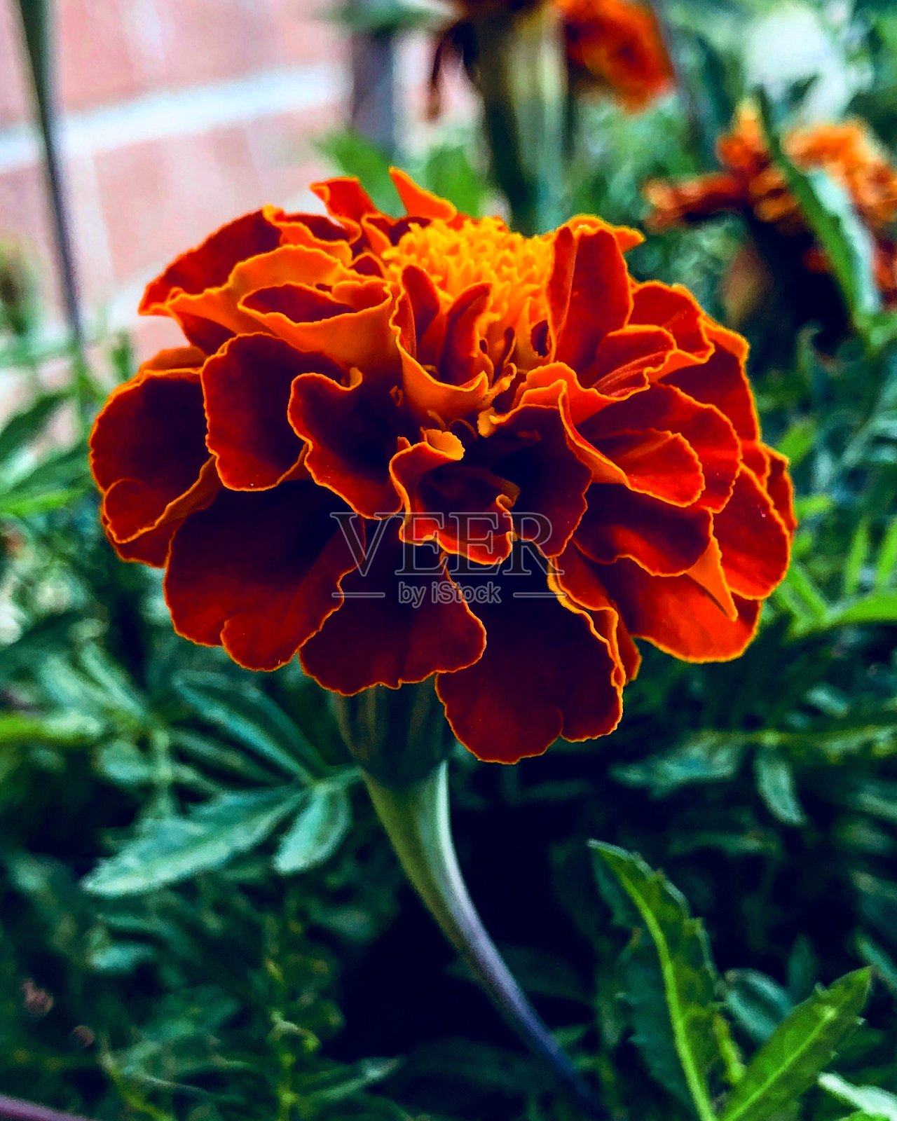 花照片摄影图片