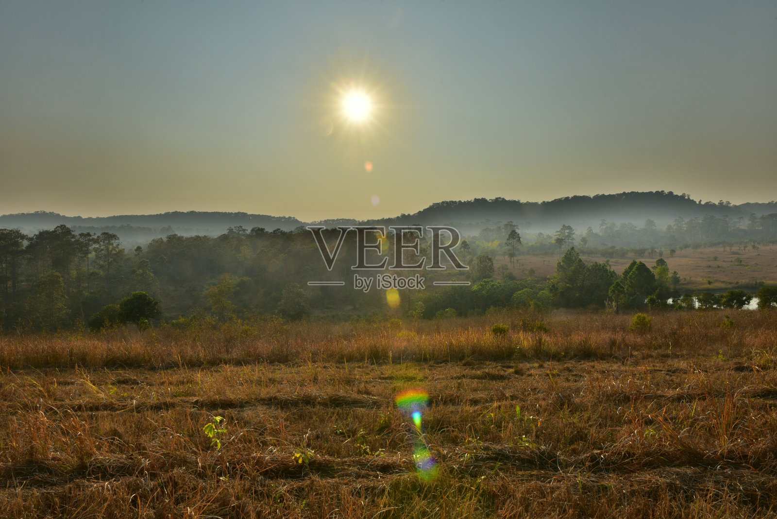 日落在森林景观与天然绿树。森林。美丽的风景。照片摄影图片