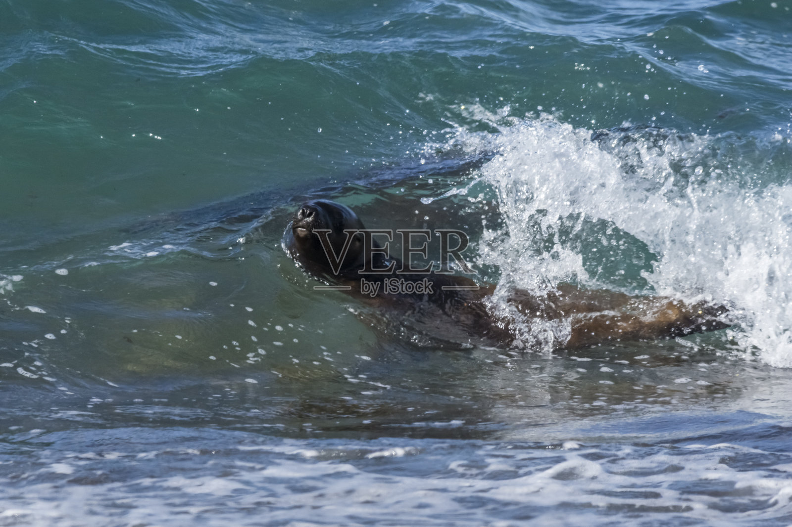 海狮照片摄影图片
