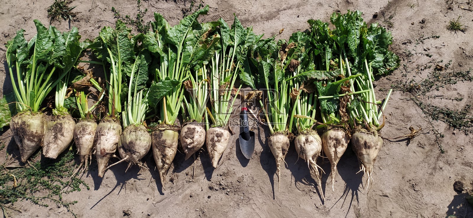 糖甜菜的根，从地上拔出来，从上面铺在地上照片摄影图片