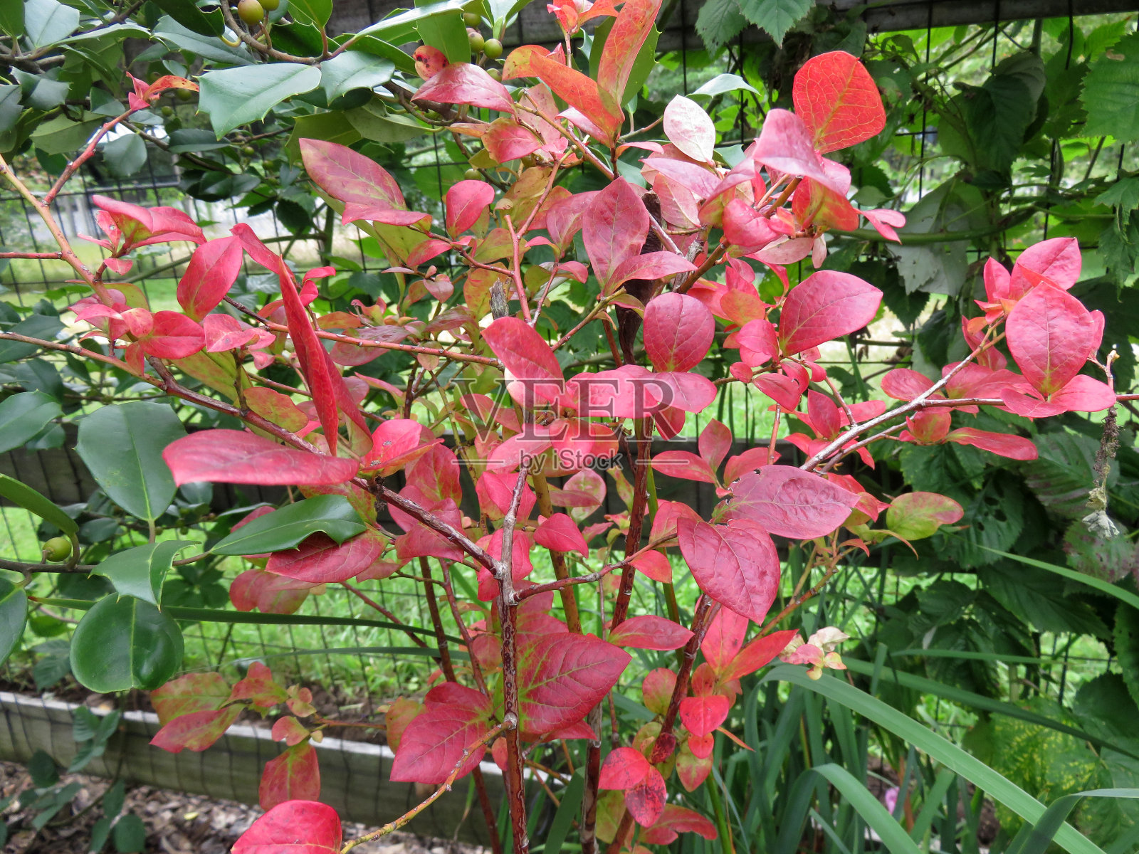 秋天是早期照片摄影图片