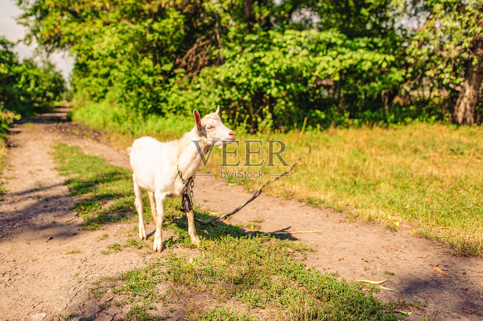 一只年轻的白色家山羊拴在村里的街道上照片摄影图片