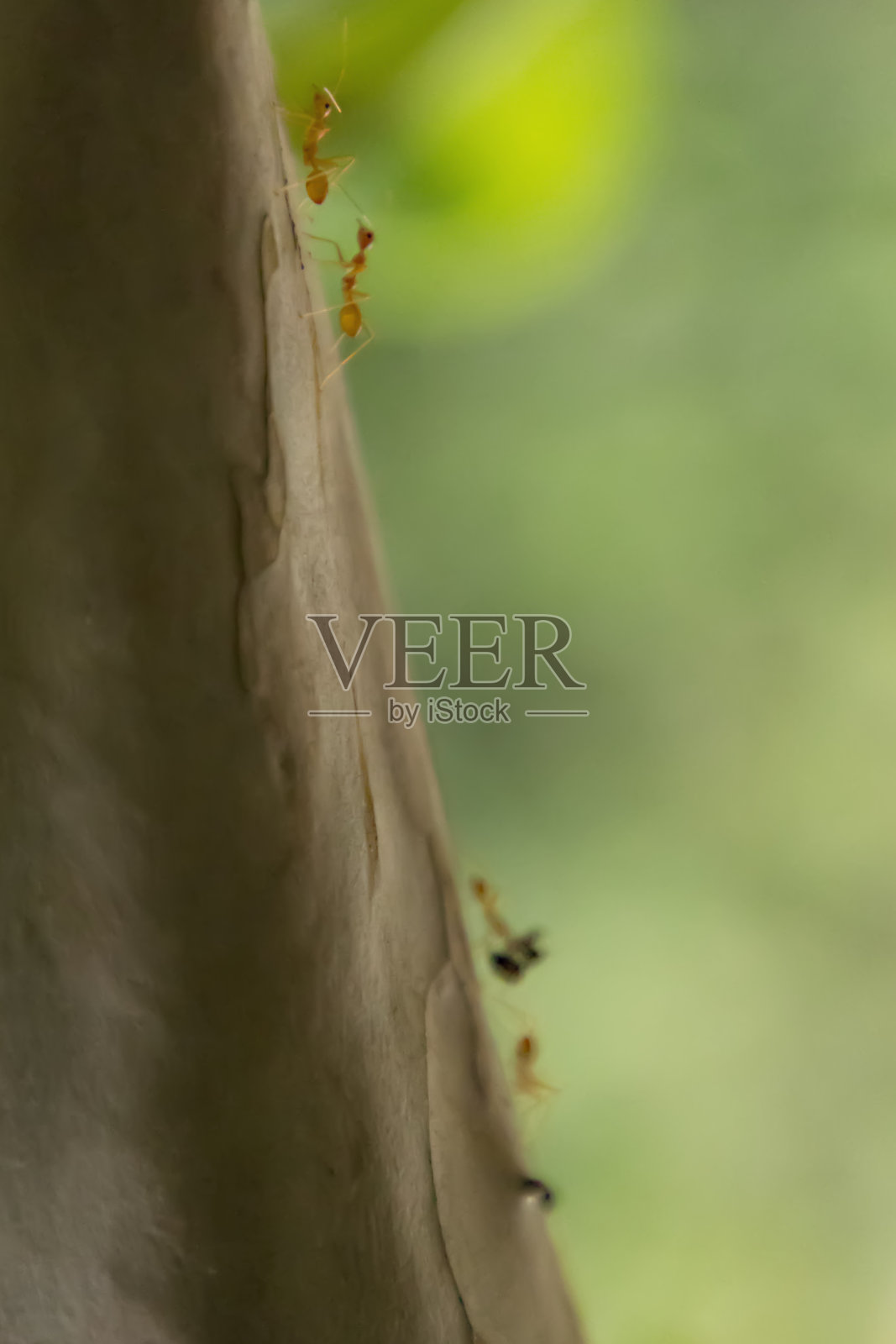 蚂蚁工作非常努力。关怀的树叶。蚂蚁在森林的树上行走，特写照片摄影图片