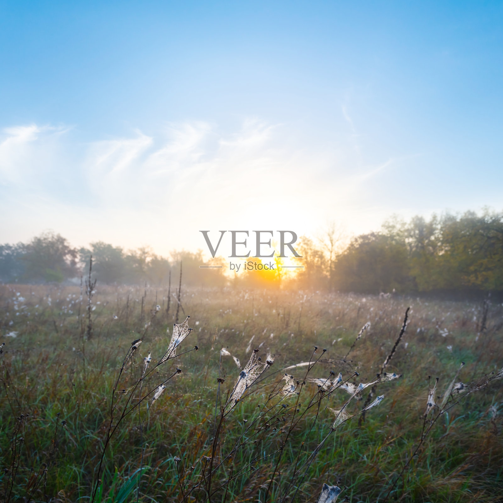 夏日的草原在薄雾中落日，美丽的清晨户外背景照片摄影图片